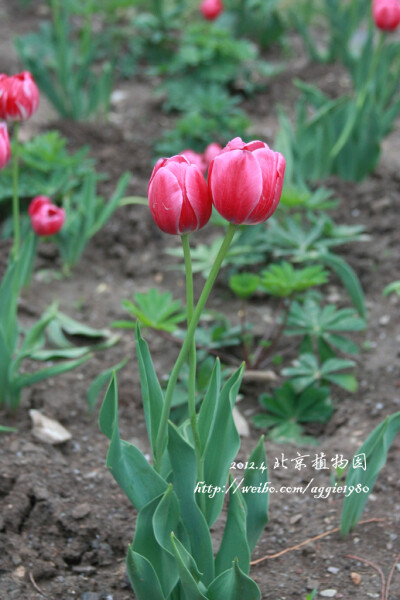 2012.4.23 北植赏花 【Canon EOS 450D 曝光时间:1/160秒 焦距:56.0mm F/5.0 ISO:400】