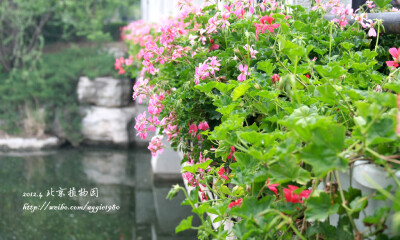 2012.4.23 北植赏花 【Canon EOS 450D 曝光时间:1/50秒 焦距:44.0mm F/5.0 ISO:400】