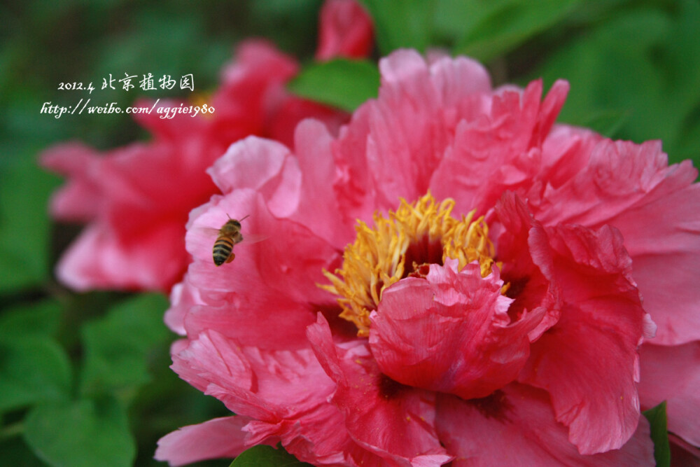 2012.4.23 北植赏花 【Canon EOS 450D 曝光时间:1/640秒 焦距:65.0mm F/5.0 ISO:400】