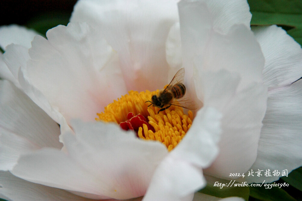 2012.4.23 北植赏花 【Canon EOS 450D 曝光时间:1/1600秒 焦距:135.0mm F/5.6 ISO:400】