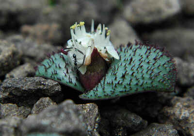 【云满山】 稀有鳞茎--Massonia wittebergensis（魔镜）