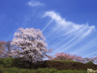 Photograph Canvas of spring by Kaz Watanabe on 500px