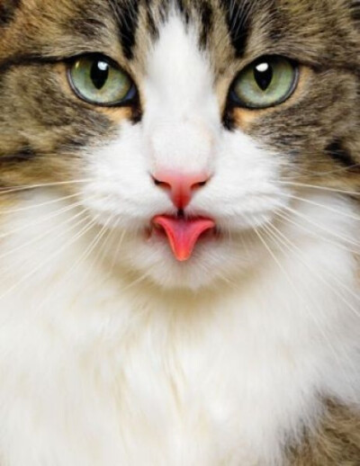 猫猫控