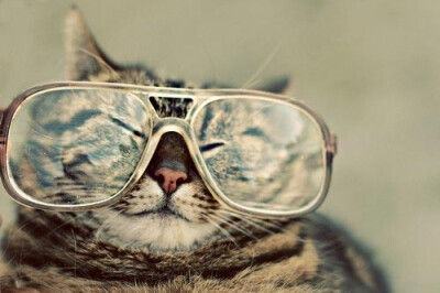 猫猫控