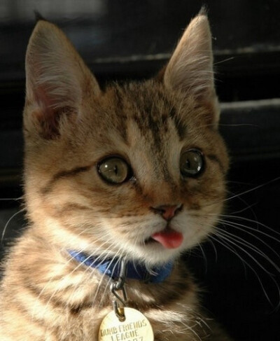 猫猫控