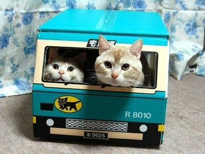 猫猫控