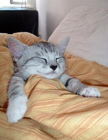 猫猫控