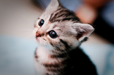 猫猫控