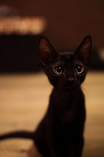 猫猫控