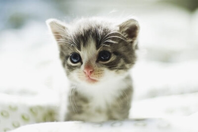 猫猫控