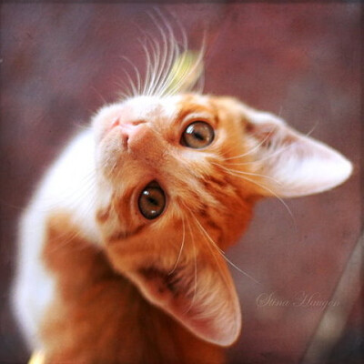 猫猫控