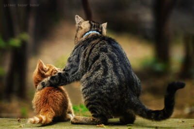 猫猫控