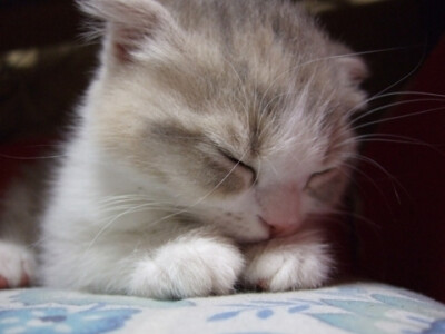 猫猫控