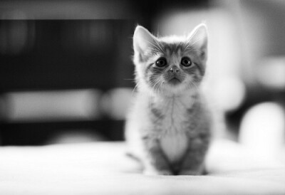 猫猫控