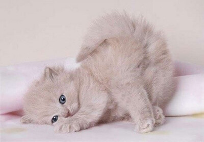 猫猫控