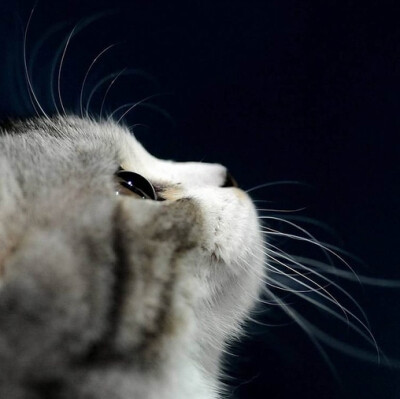 猫猫控