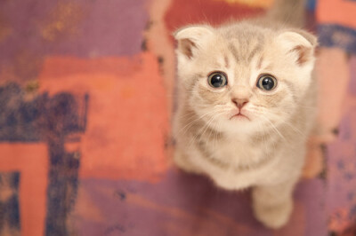 猫猫控