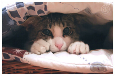 猫猫控