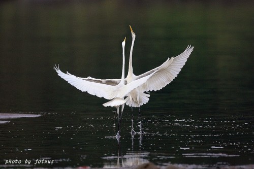 比翼齐飞，双双对对