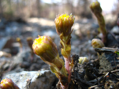 菊科COMPOSITAE ||款冬属Tussilago L. ||款冬Tussilago farfara L.