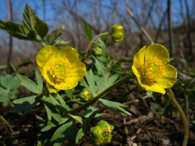 毛茛科RANUNCULACEAE ||美丽毛茛组Sect. Auricomus (Spach) Tamura ||深山毛茛Ranunculus franchetii de Boiss.