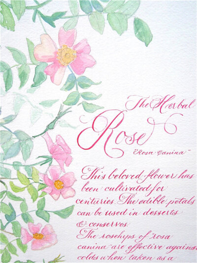 ORIGINAL Herbal Rose Watercolor & Calligraphy painting - Hand Lettered Herb Illustration - "Rosa Canina"