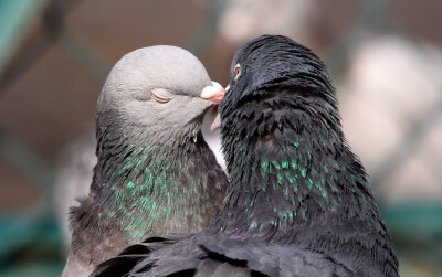 Photograph Love again by Murat Çalışkan on 500px