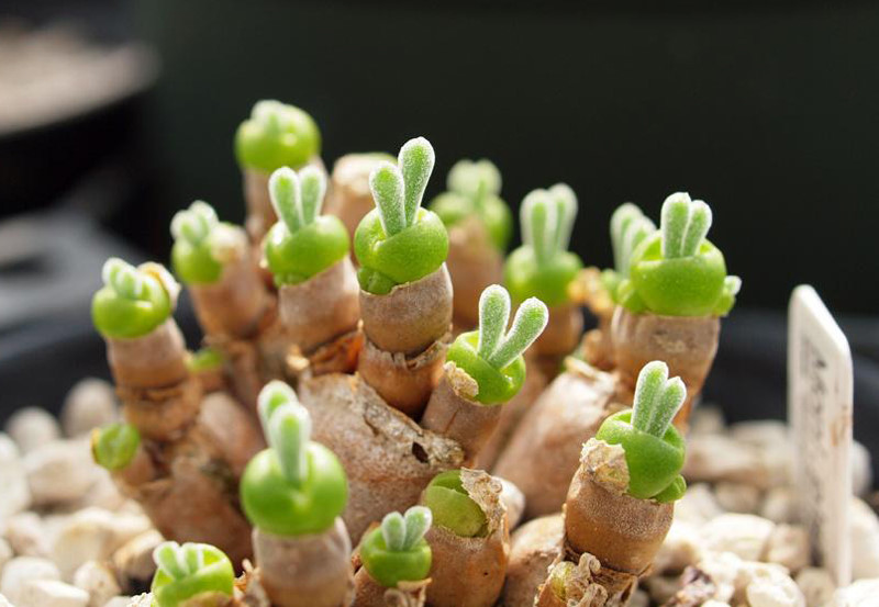 学名“Monilaria obconica（碧光环）”番杏科多肉植物，原产南非