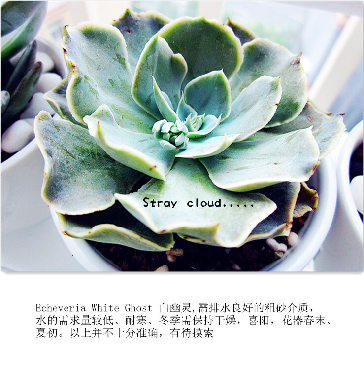 Echeveria White Ghost 白幽灵