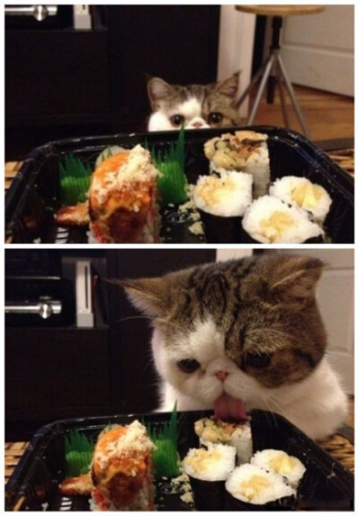 猫猫控