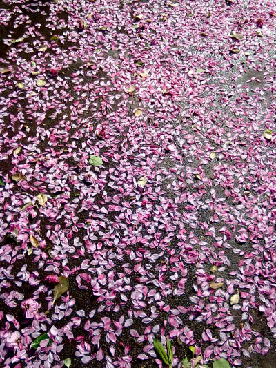 桃花谢了春红，太匆匆。无奈朝来寒雨晚来风。胭脂泪，留人醉，几时重，自是人生长恨水长东。