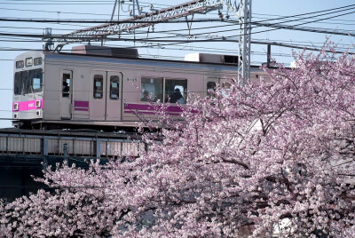 綺麗な桜～～ いつか絶対見に行く～～