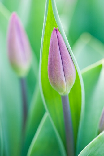 Tulip bouquets花蕾