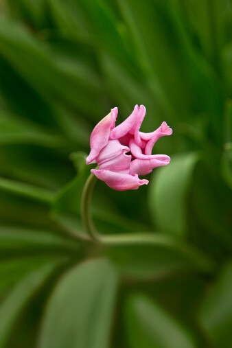 Tulipa &#39;Picture&#39; flowering 半开