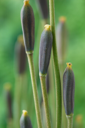 Tulip seed heads 种子穗