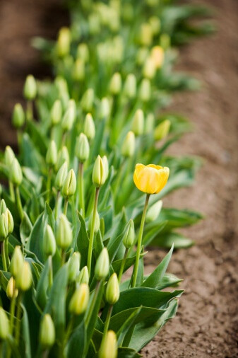 Tulipa &#39;Yokohama&#39; 郁金香&quot;横滨&quot;