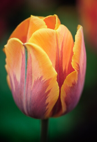 Tulipa &#39;Prinses Irene&#39; 郁金香&quot;依尔恩公主&quot;