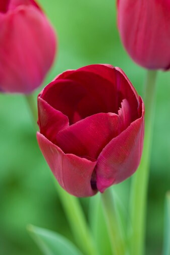 Tulipa &#39;Attilas Elite&#39; 郁金香&quot;匈奴精英&quot;