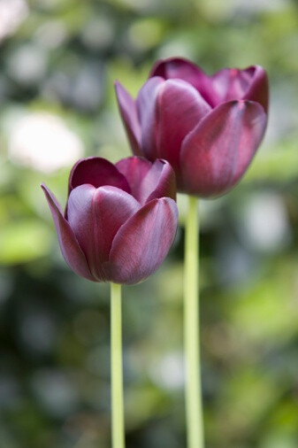 Tulipa &#39;Queen of Night&#39; 郁金香&quot;夜皇后&quot;