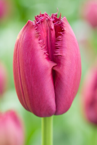 Tulipa &#39;Curly Sue&#39; 郁金香&quot;卷曲的苏&quot;