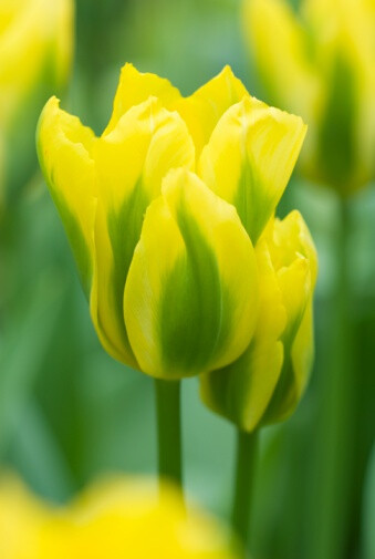 Tulipa &#39;Yellow Spring Green&#39; 郁金香&quot;黄花春绿&quot;
