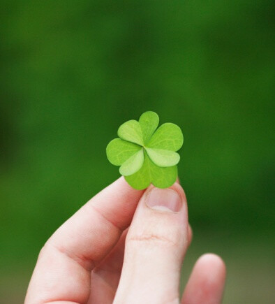 Four Leaf Clover