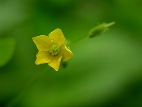 Oxalis corniculata 酢浆草