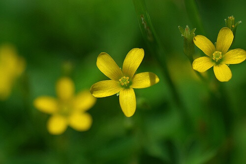 Oxalis corniculata 酢浆草