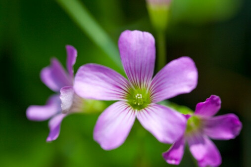 Oxalis debilis 红花酢浆草