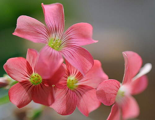 Oxalis corymbosa 'Debilis' 红花酢浆草"柔弱"