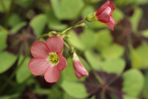 Oxalis deppei 美叶酢酱草