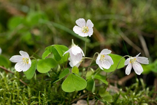 Oxalis acetosella 山酢浆草