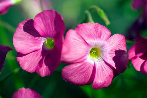 Oxalis acetosella 'Rosea' 山酢浆草“玫瑰”