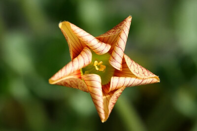 Oxalis obtusa 'Elizabeth'